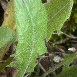 Leontodon tuberosus Hoja