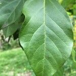 Premna serratifolia Leaf