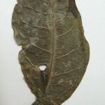 Terminalia guyanensis Muu