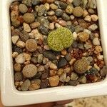 Lithops fulviceps 葉