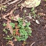 Cardamine flexuosa Habit