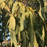 Eucalyptus tereticornis Leaf