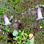 Soldanella pusilla Flors