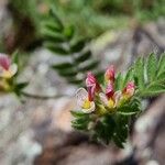 Ornithopus perpusillus Flower