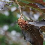 Fagus sylvaticaMeyve