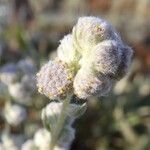 Artemisia umbelliformis Žiedas