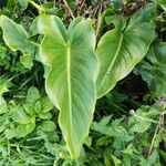 Zantedeschia aethiopica Ліст