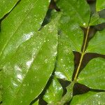 Myrcia splendens Leaf