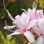 Rhododendron periclymenoides Blüte