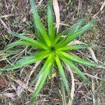 Eryngium paniculatum Leaf