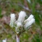 Antennaria neglecta 花