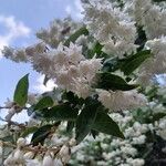 Deutzia crenata Květ