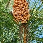 Pinus roxburghii फूल