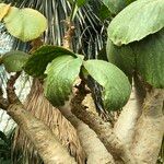 Cyphostemma currorii Vivejo