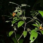 Psychotria racemosa Arall