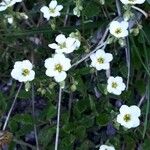 Saxifraga caesia Fula