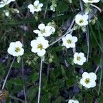 Saxifraga caesia Õis