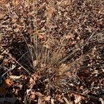 Festuca filiformis Foglia