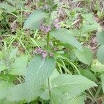 Stachys alpina Агульны выгляд