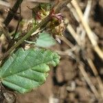 Melochia pyramidata Blad