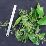 Nectandra cissiflora Otro