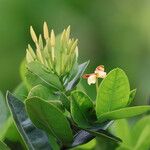 Ixora javanica Folha