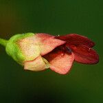 Scrophularia marilandica Flower