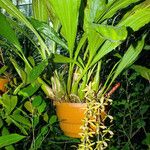Dendrobium munificum Hoja