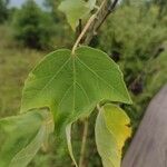 Hibiscus grandiflorus Лист