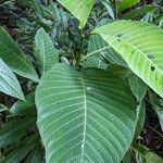 Palicourea guianensis Blatt