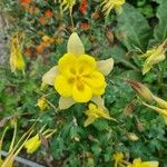 Aquilegia chrysantha Blüte