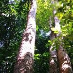 Xylia xylocarpa Hábito