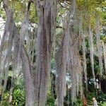 Tillandsia usneoides Habit