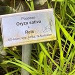 Oryza sativa Diğer