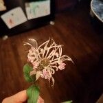 Monarda russeliana फूल