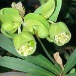 Helleborus foetidus Flor