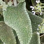 Phlomis cretica Leaf