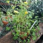 Oxalis megalorrhiza Hábito