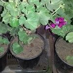 Pelargonium inquinans Blad