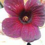 Hibiscus acetosella花