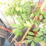 Wisteria sinensis Leaf