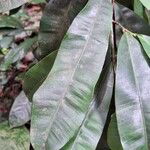 Rhabdophyllum welwitschii Leaf