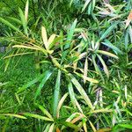 Podocarpus latifolius Lehti