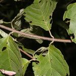 Banisteriopsis muricata Leaf