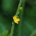 Agrimonia pubescens 花