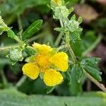 Potentilla erectaFlower