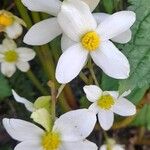 Begonia rubricaulis Květ