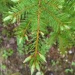 Picea rubensLeaf