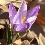 Crocus carpetanus Blüte