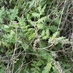 Phacelia ramosissima Habitus